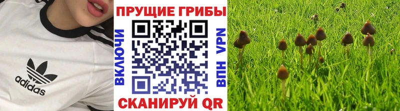 Псилоцибиновые грибы прущие грибы  Королёв 